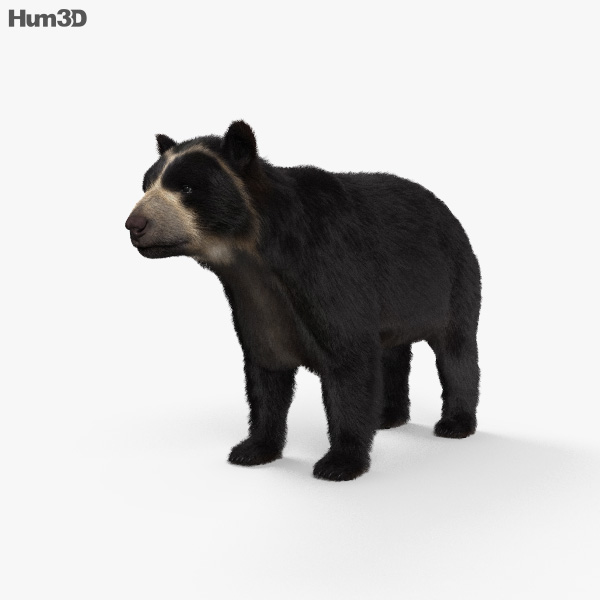 眼鏡熊 3D模型