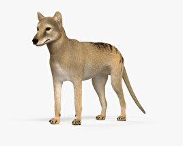 Thylacine 3D model