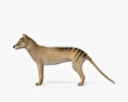 Lobo-da-tasmânia Modelo 3d
