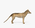 Thylacine Modèle 3d