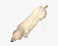 Labrador Retriever 3D-Modell