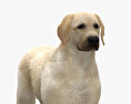 Labrador retriever Modello 3D