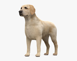 Labrador retriever Modelo 3D