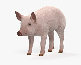 새끼 돼지 3D 모델 