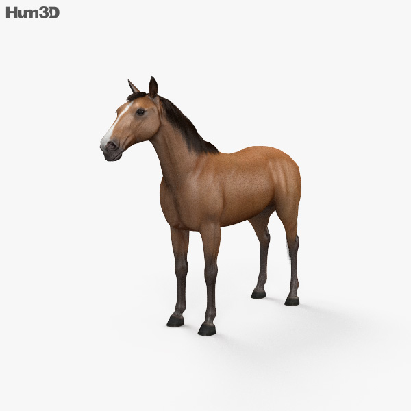 Pferd 3D-Modell