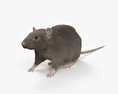 Common Rat 3d model