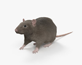 Ratto marrone Modello 3D
