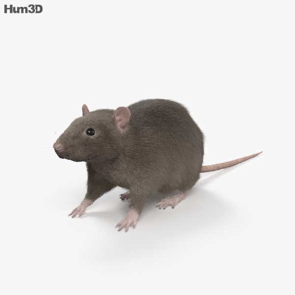 Common Rat 3D model