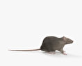 Common Rat 3d model