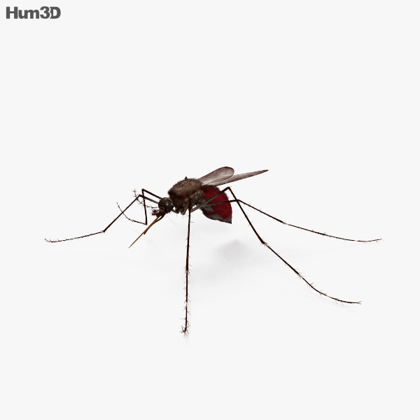 Mosquito Modelo 3d
