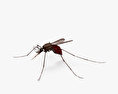 Zanzara Modello 3D