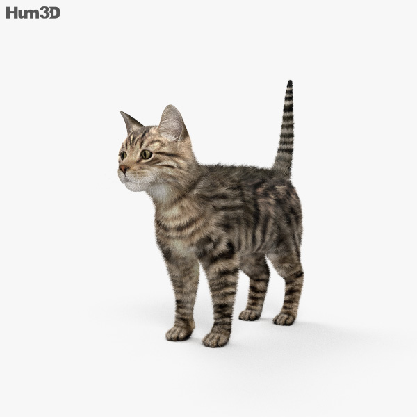 Katze 3D-Modell