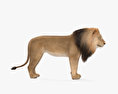 Lion 3d model