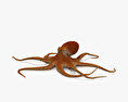 Common Octopus 3d model