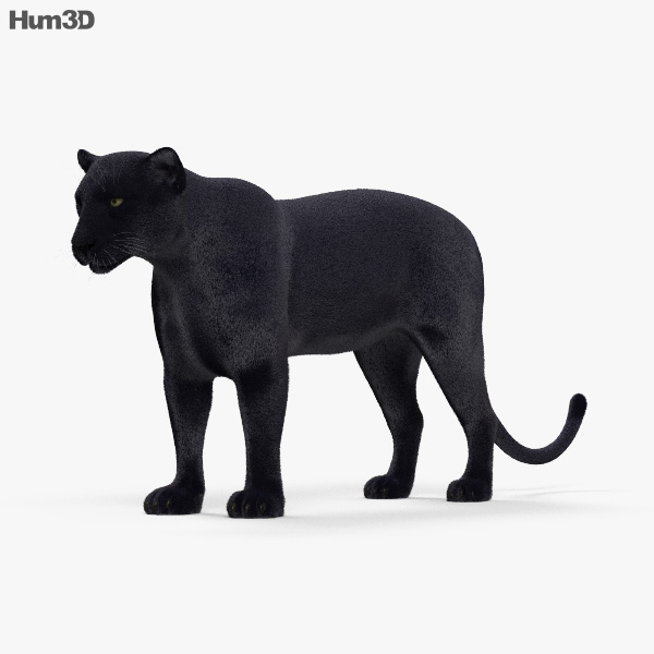 Schwarzer Panther 3D-Modell