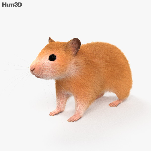 Hamster 3D model
