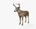 White-Tailed Deer 3d model