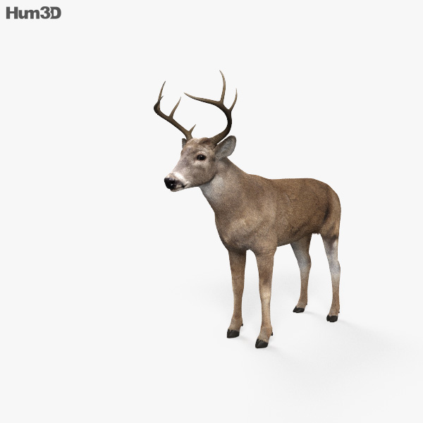 White-Tailed Deer 3D model