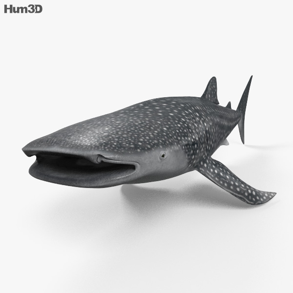 Tubarão-baleia Modelo 3d