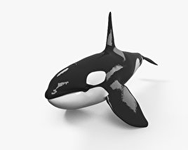 Killer Whale 3D model