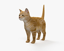 생강 고양이 3D 모델 