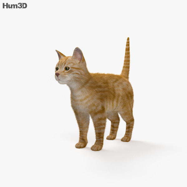 Ginger Cat 3D model