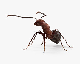 개미 3D 모델 