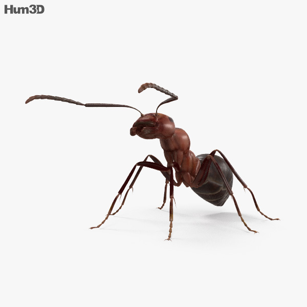 Ant 3D model