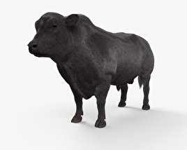 Angus Bull 3D model