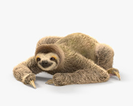 Three-Toed Sloth 3D model