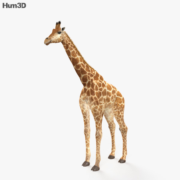 长颈鹿 3D模型