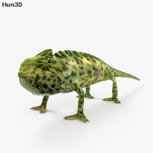 Veiled Chameleon 3D model