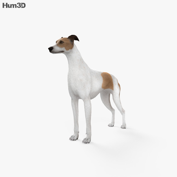 Greyhound 3D model