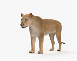 母狮 3D模型