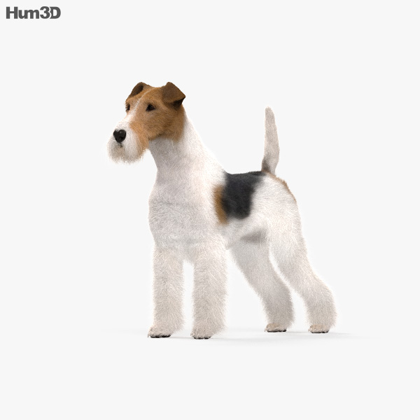 Wire Fox Terrier 3D model