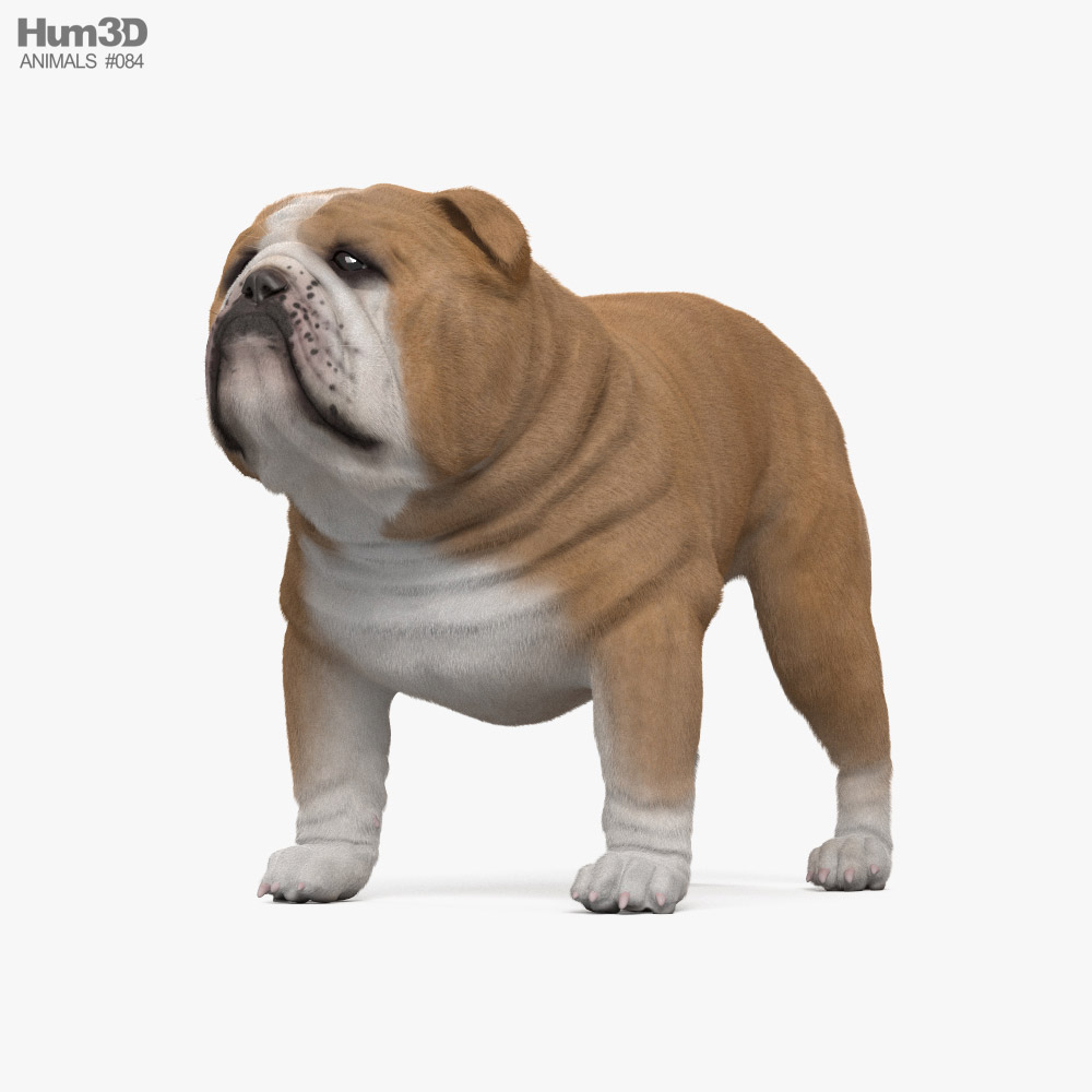 斗牛犬 3D模型