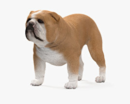 Bulldog 3D model