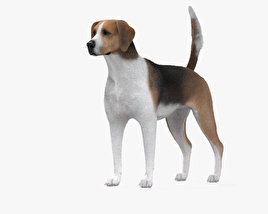 Foxhound anglais Modèle 3D