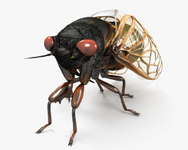 Cicada 3D model