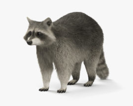 Raccoon 3D model