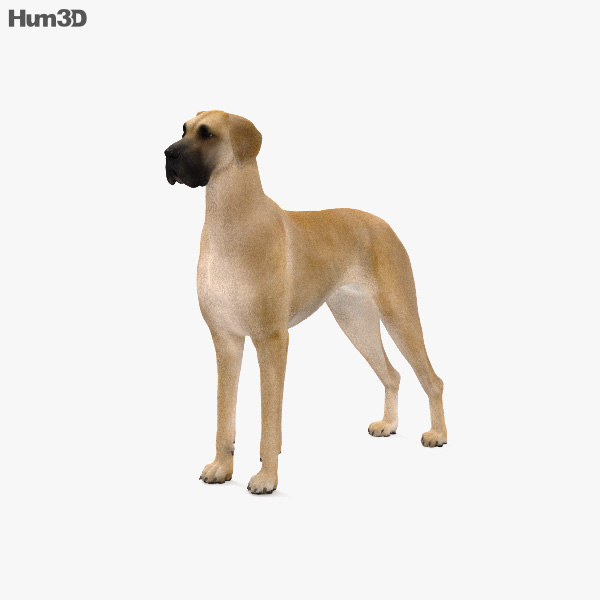 Deutsche Dogge 3D-Modell