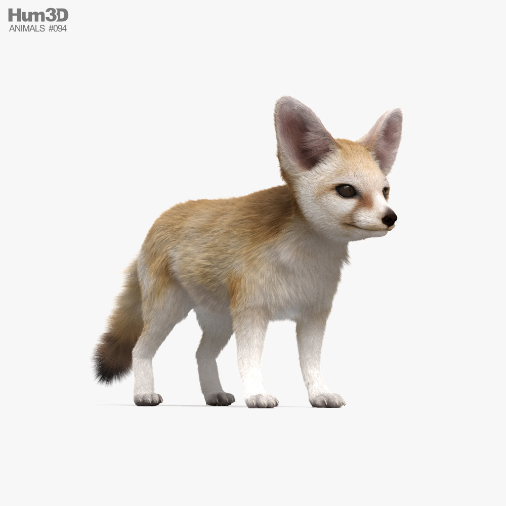 Fox 3D Models for Download