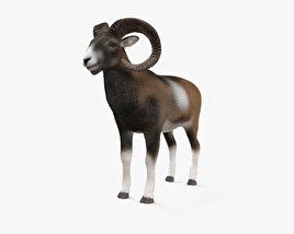 欧洲盘羊 3D模型