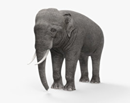 asian elephant 3d model