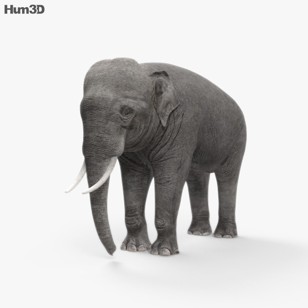 Asian Elephant 3D model