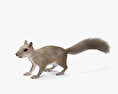 Eichhörnchen 3D-Modell