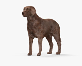 Labrador Retriever Chocolate 3D model