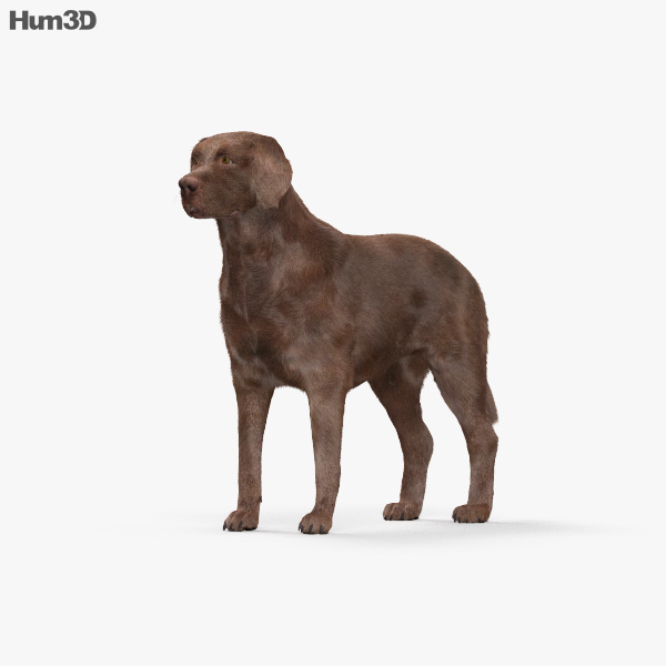 Labrador Retriever Chocolate 3D model