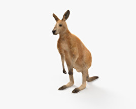 Kangaroo 3D model