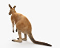 Kangaroo 3d model